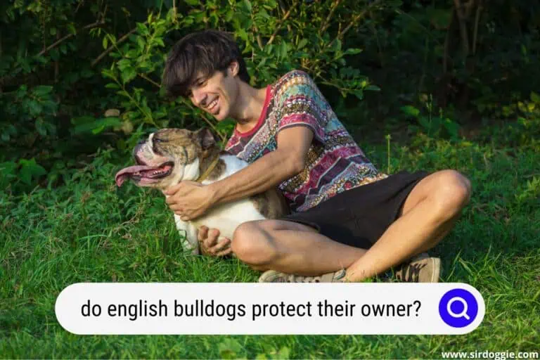 Do English Bulldogs Protect Their Owners? The Surprising Truth You Need to Know