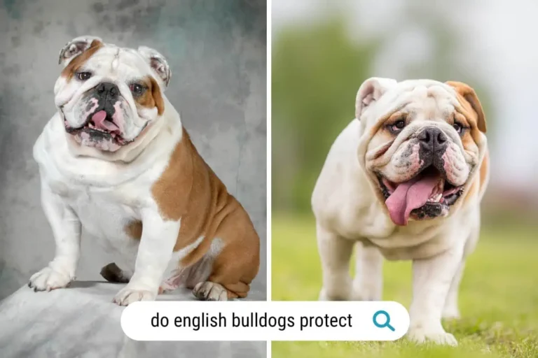 Do English Bulldogs Protect Their Owners? The Surprising Truth You Need to Know