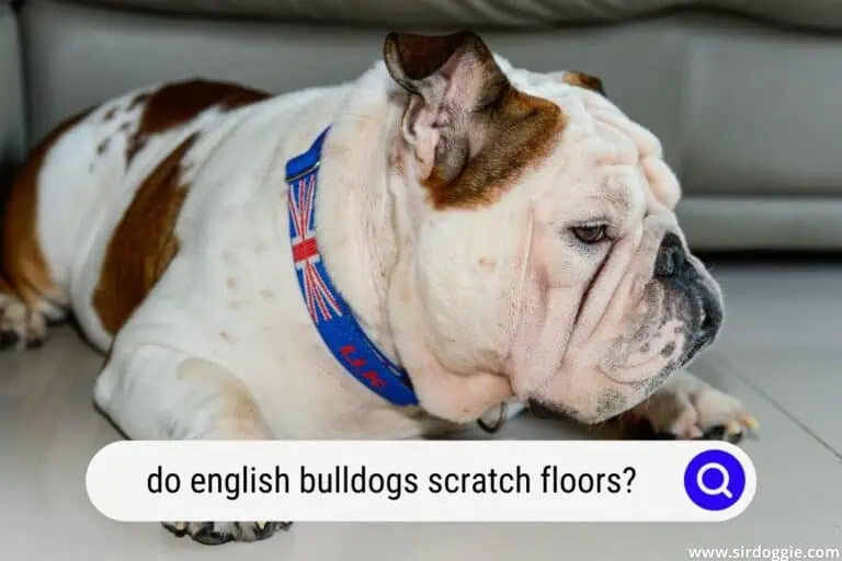Do English Bulldogs Scratch Floors? Tips to Prevent Damage