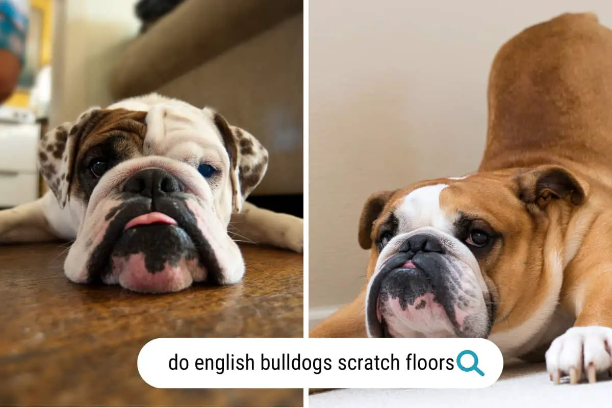 do english bulldogs scratch floors
