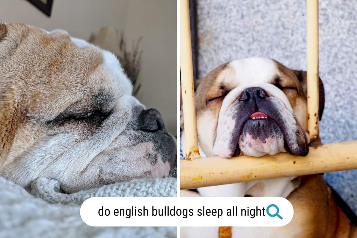 do english bulldogs sleep all night
