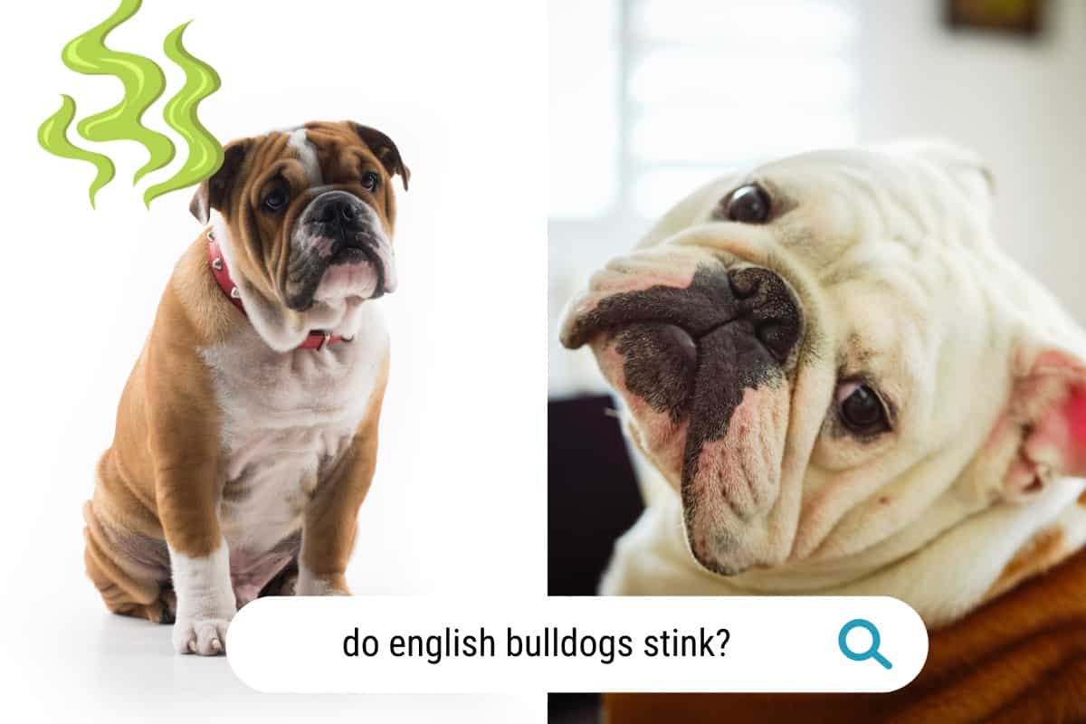 do english bulldogs stink