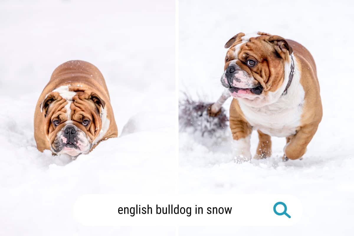 this english bulldog LOVES the snow