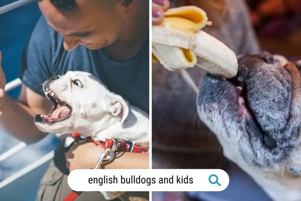 are english bulldogs good with kids