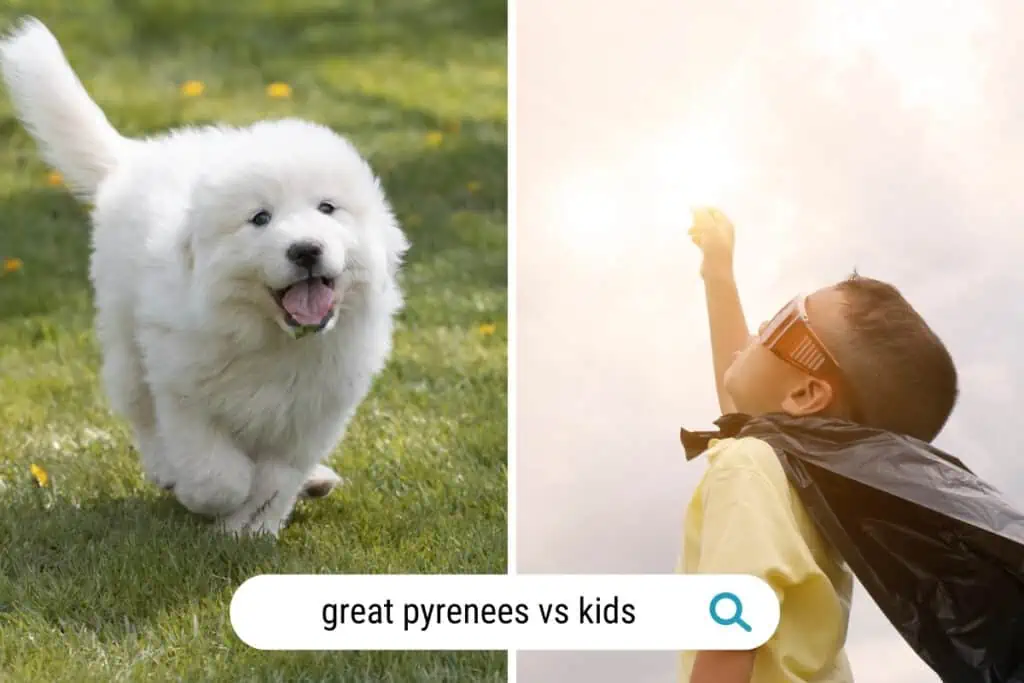 great pyrenees and children
