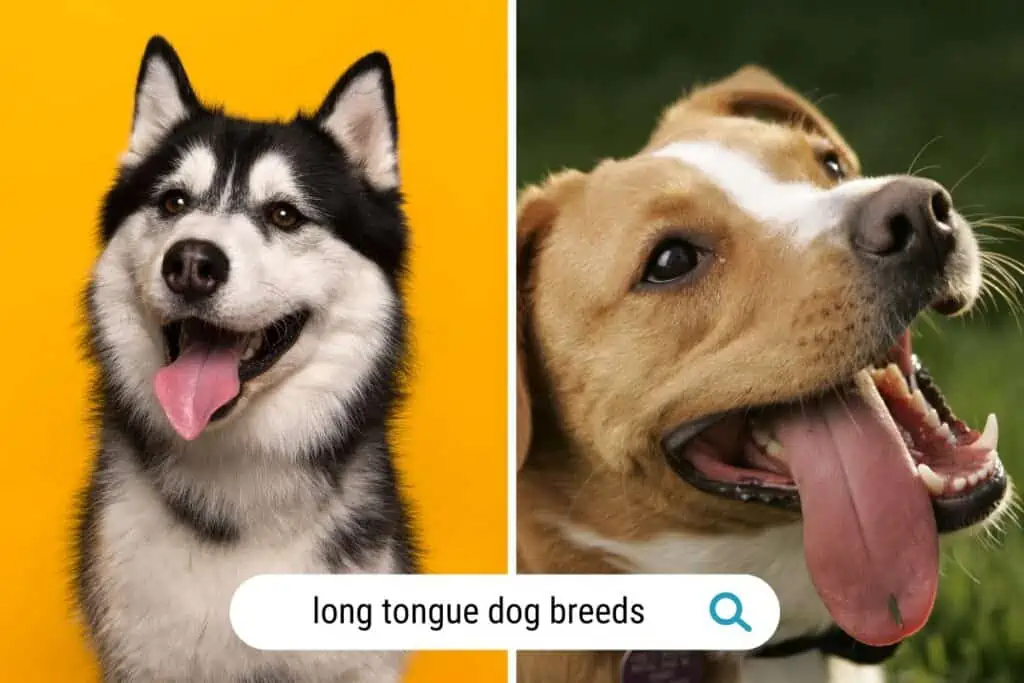 long tongue dog breeds