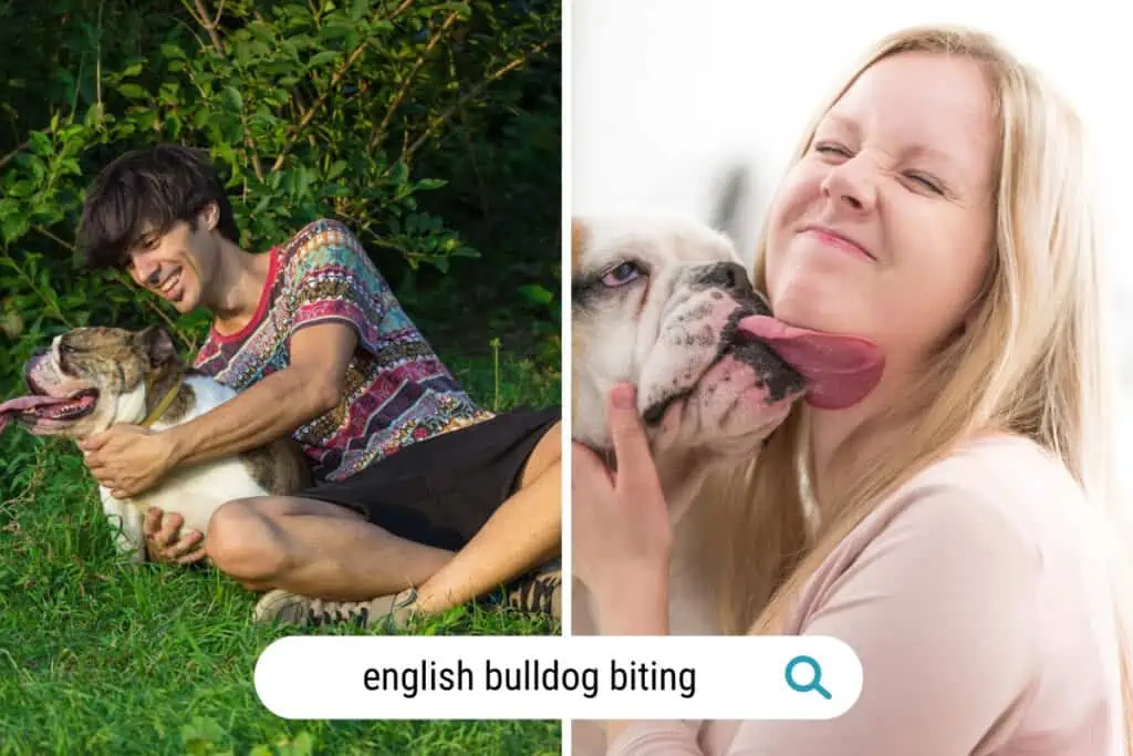 Do English Bulldogs bite much?