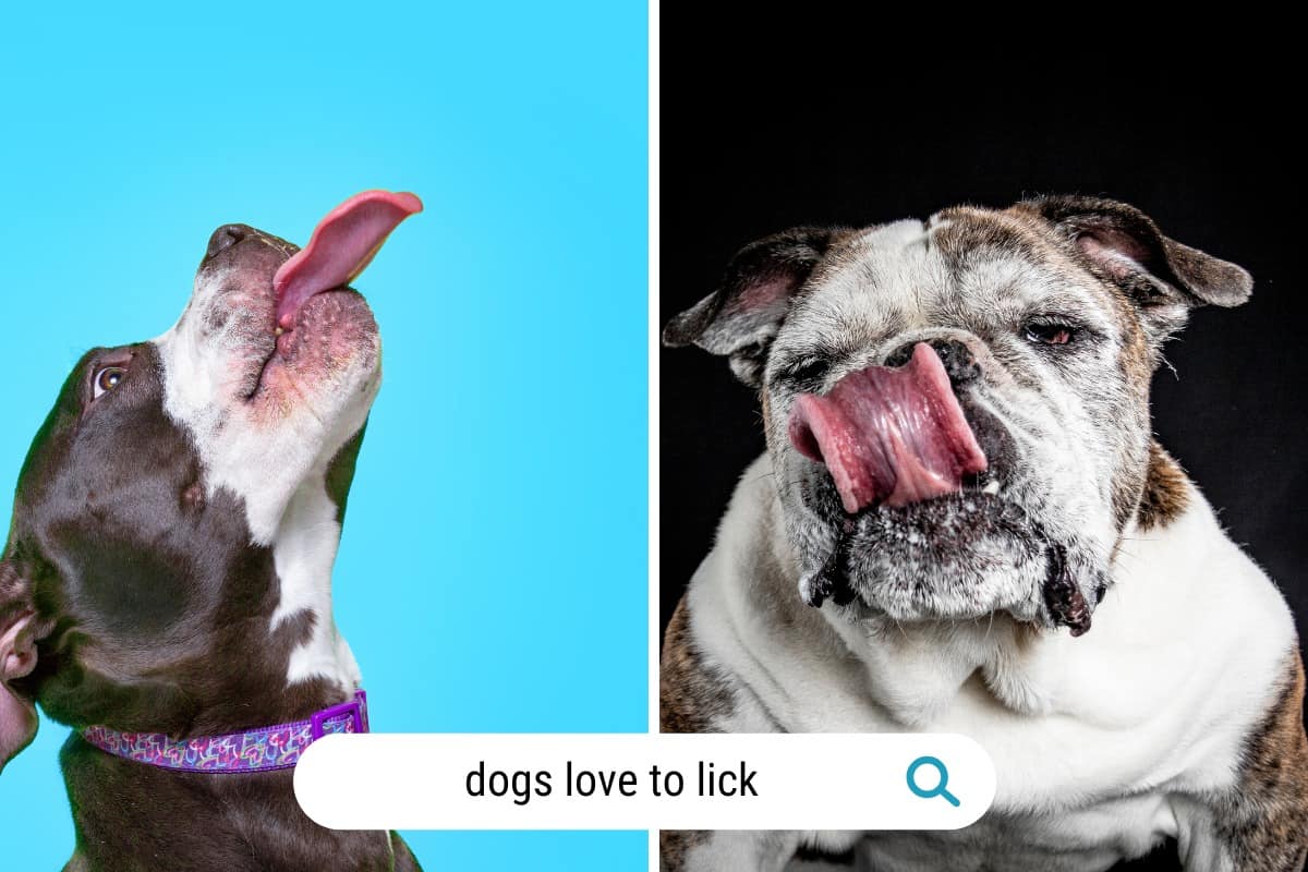 Why Is My Dog's Tongue White? Exploring the Causes &