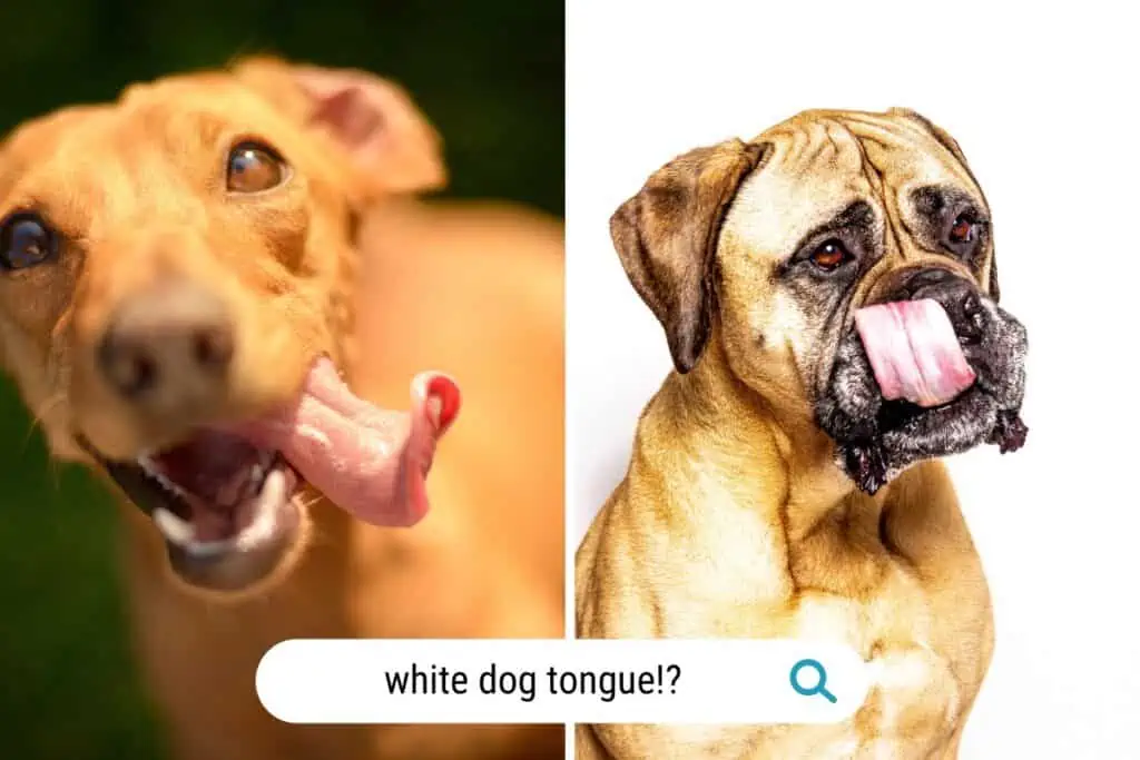 why is my dog's tongue white