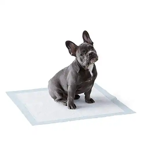 Amazon Basics Dog and Puppy Pee Pads with Leak-Proof Quick-Dry Design for Potty Training, Standard Absorbency, Regular Size, 22 x 22 Inches - Pack of 50