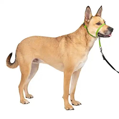 PetSafe Gentle Leader Headcollar, No-Pull Dog Collar – Perfect for Leash & Harness Training – Stops Pets from Pulling and Choking on Walks – Medium, Apple Green