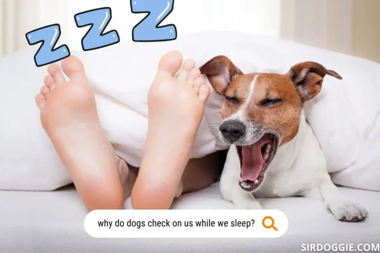 Why Does My Dog Check On Me When I’m Sleeping? [Surprising]