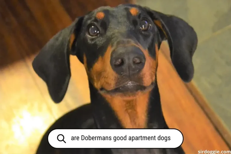 Are Dobermans Good Apartment Dogs?