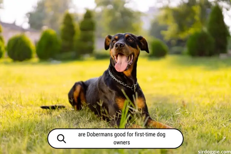 Are Dobermans Good for First-Time Dog Owners? [Why not]
