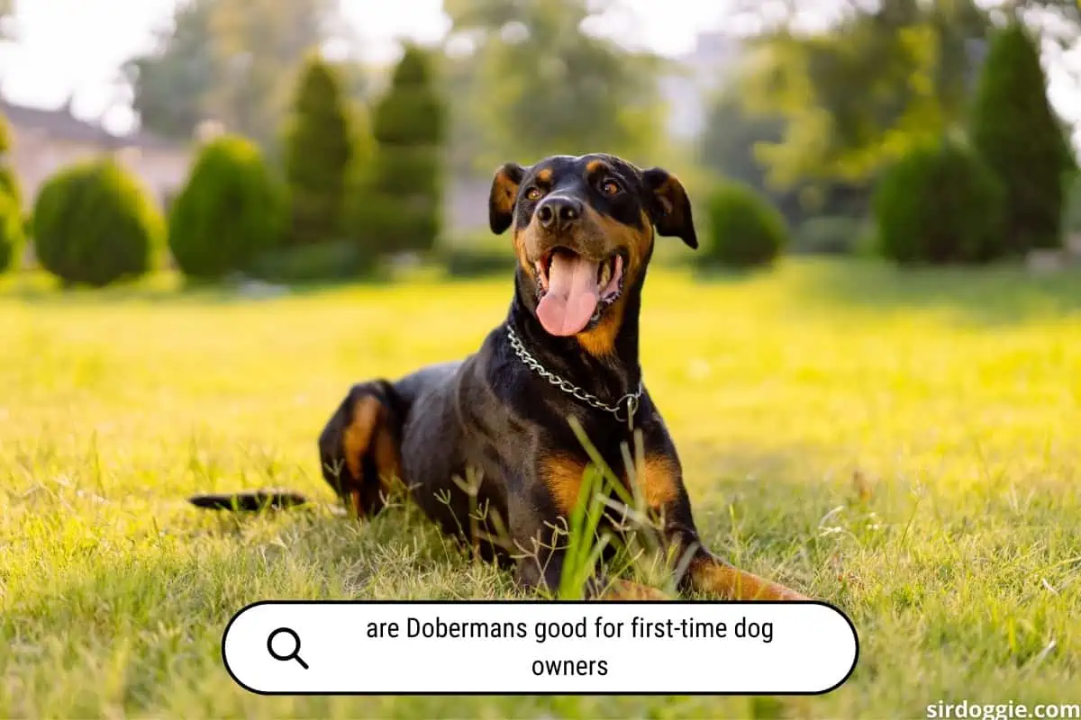 Are Dobermans good for first time dog owners? Why not?