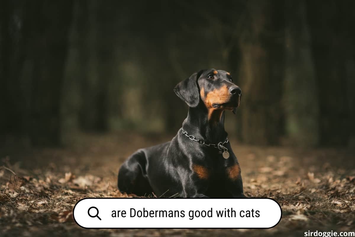are dobermans good with cats