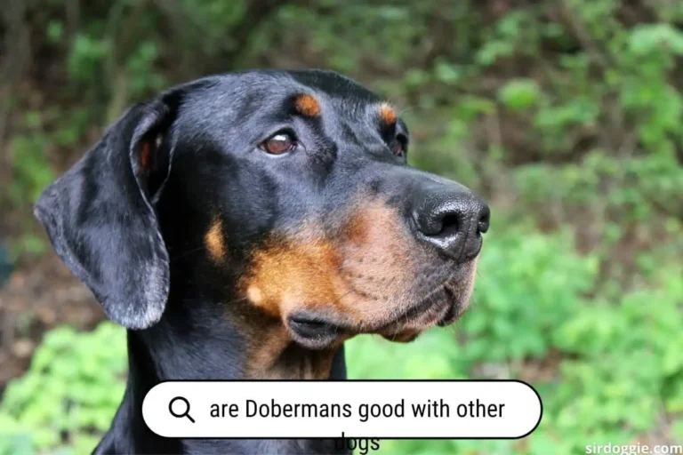 Are Dobermans Good With Other Dogs? (Danger Guide)