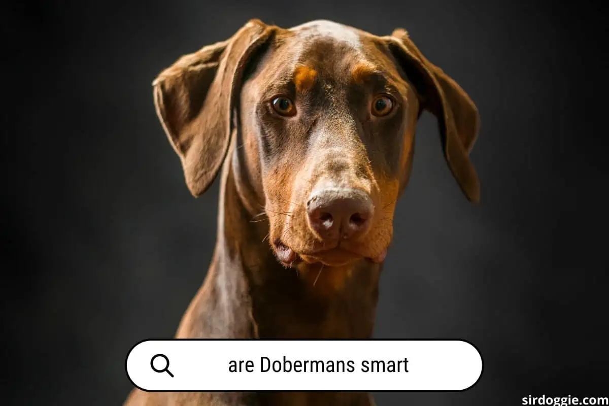 are Dobermans smart
