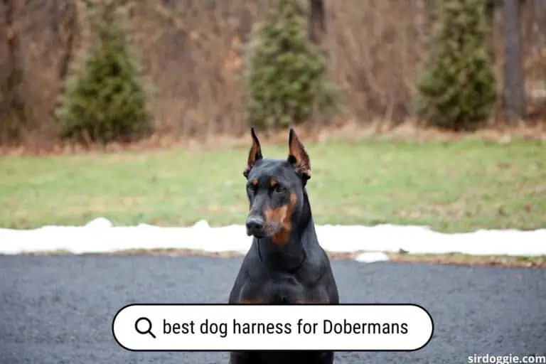 5 Best Dog Harness for Dobermans (2023)