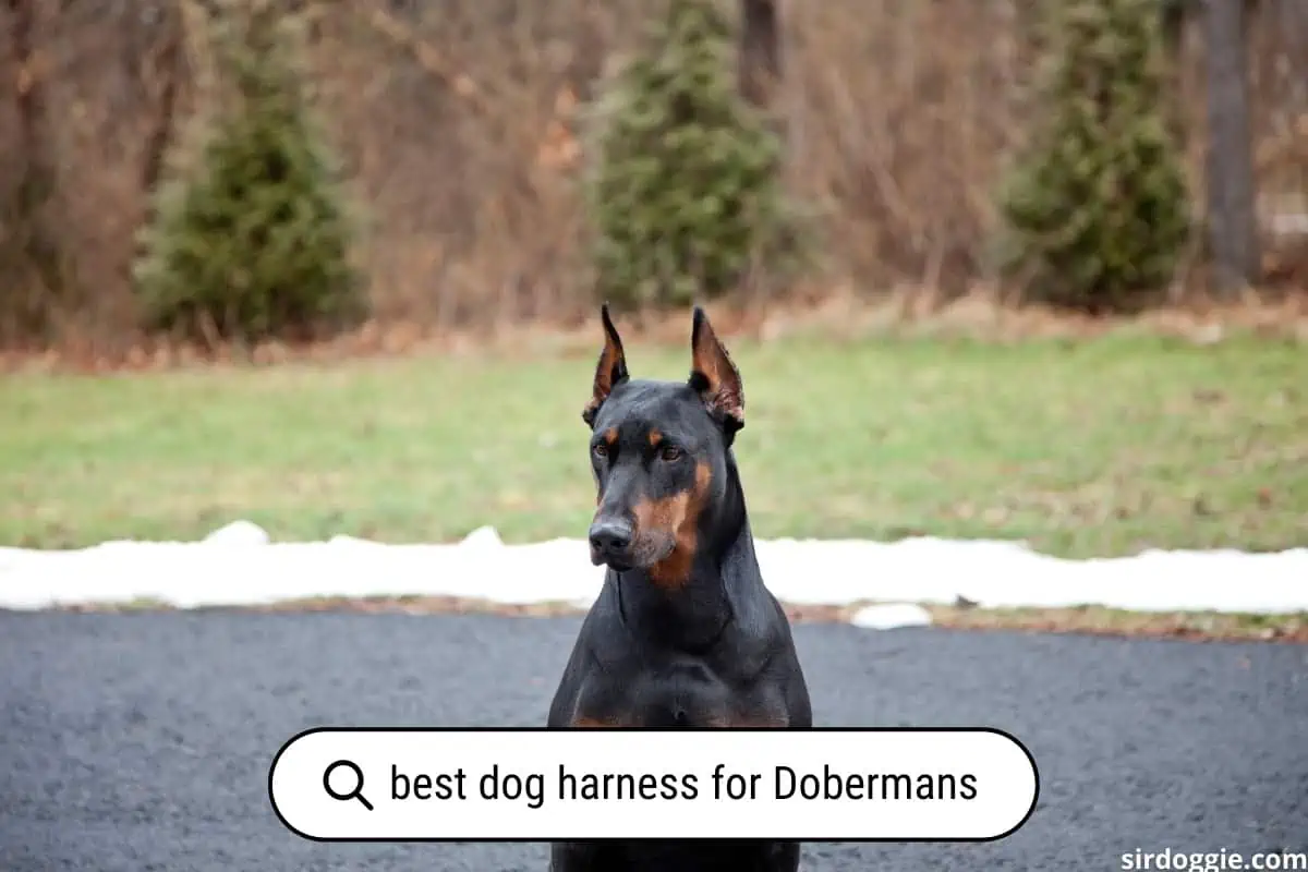 Size and durability are the biggest factors when picking the best dog harness for Dobermans