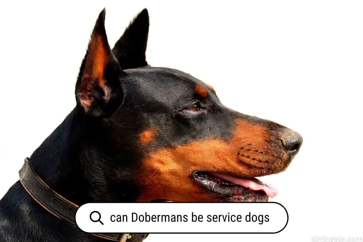 can Dobermans be service dogs?