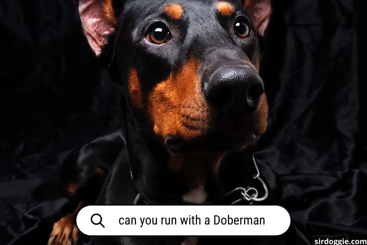 can you run with a doberman