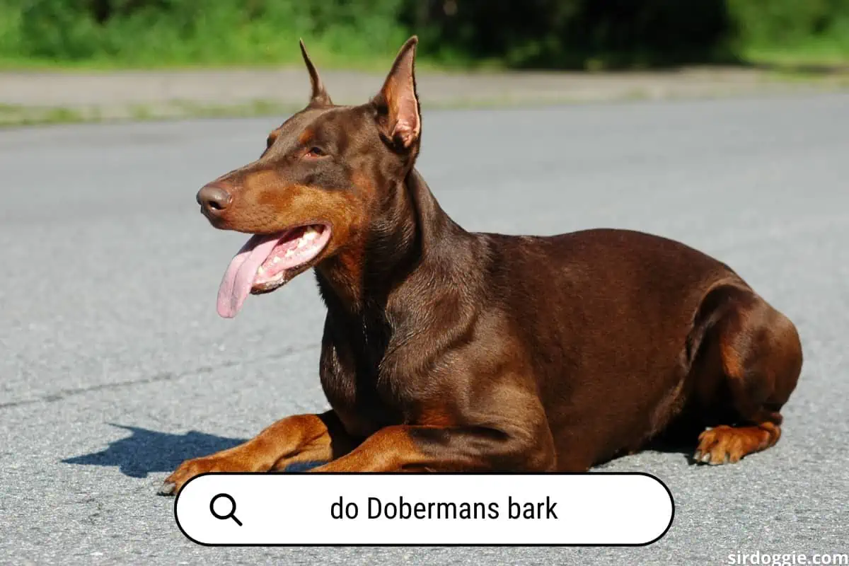 A brown doberman sits above a sign wondering do Dobermans bark