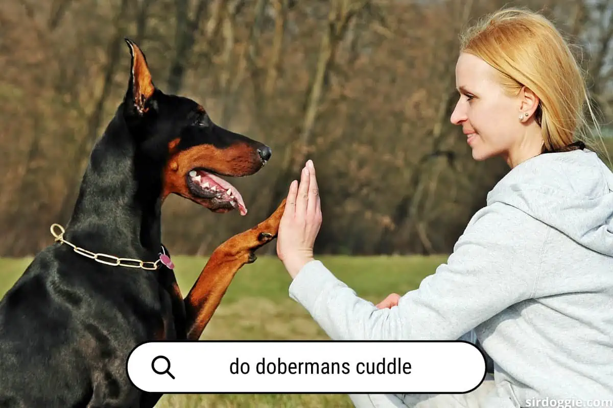 do dobermans like to cuddle