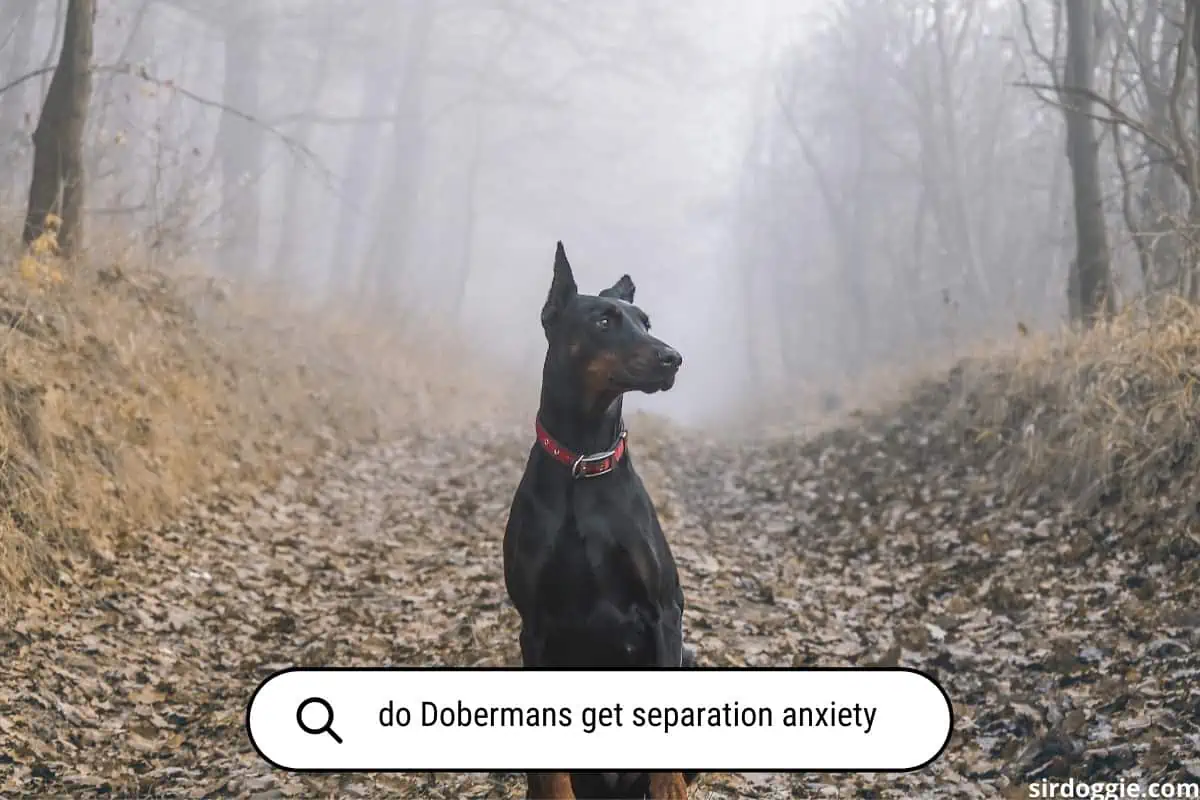 do Dobermans get separation anxiety