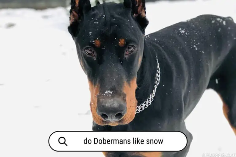 Do Dobermans Like Snow? [Cold Warning]