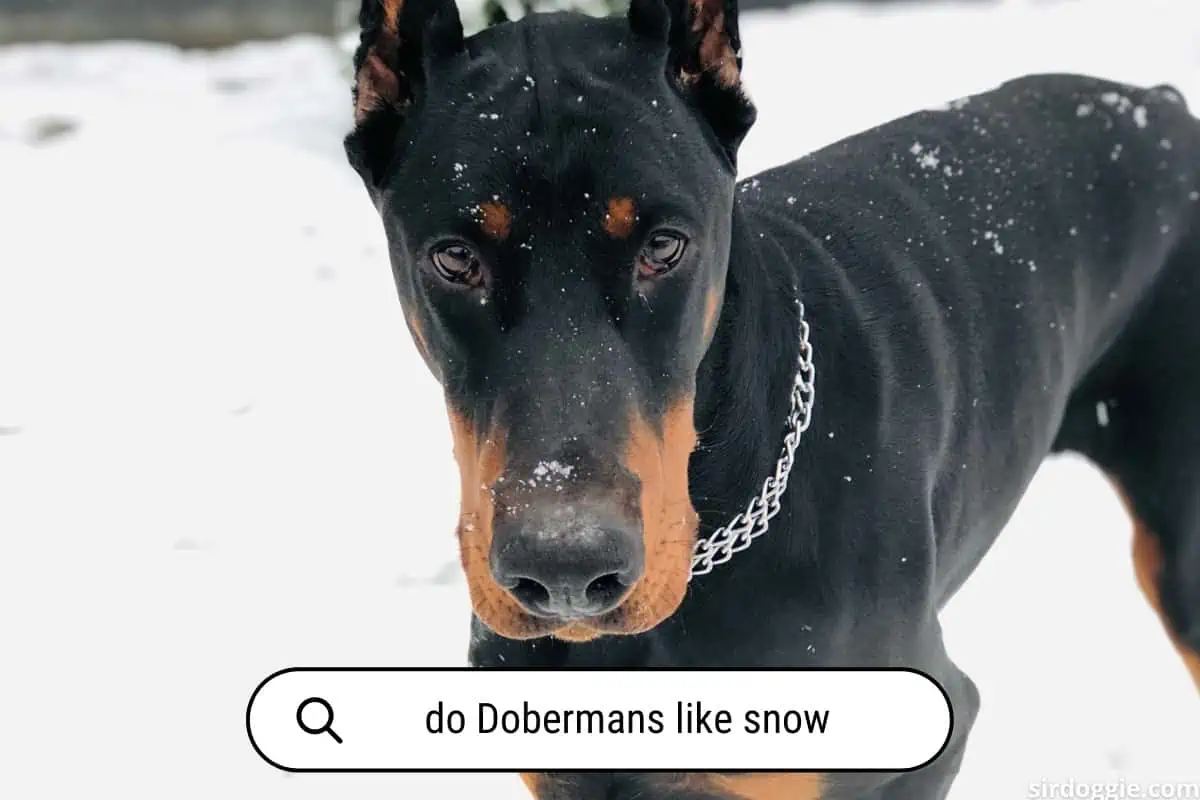 do dobermans like snow