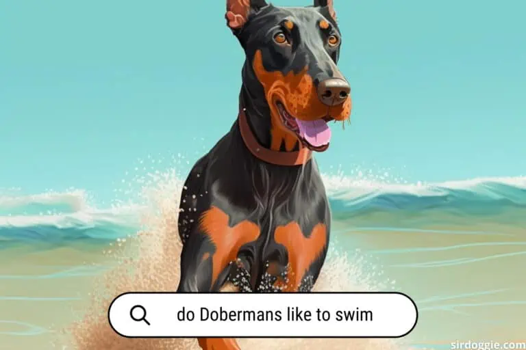 Do Dobermans Like to Swim?