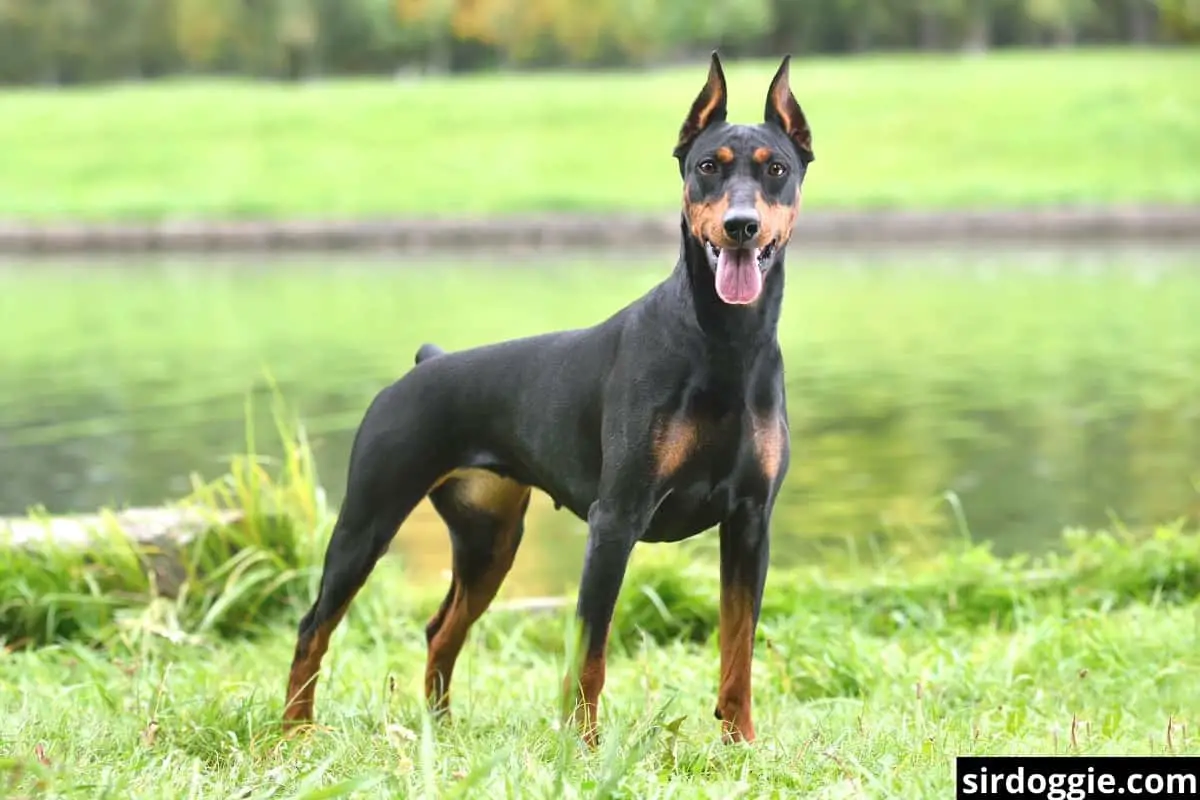 proud doberman stands on the grass