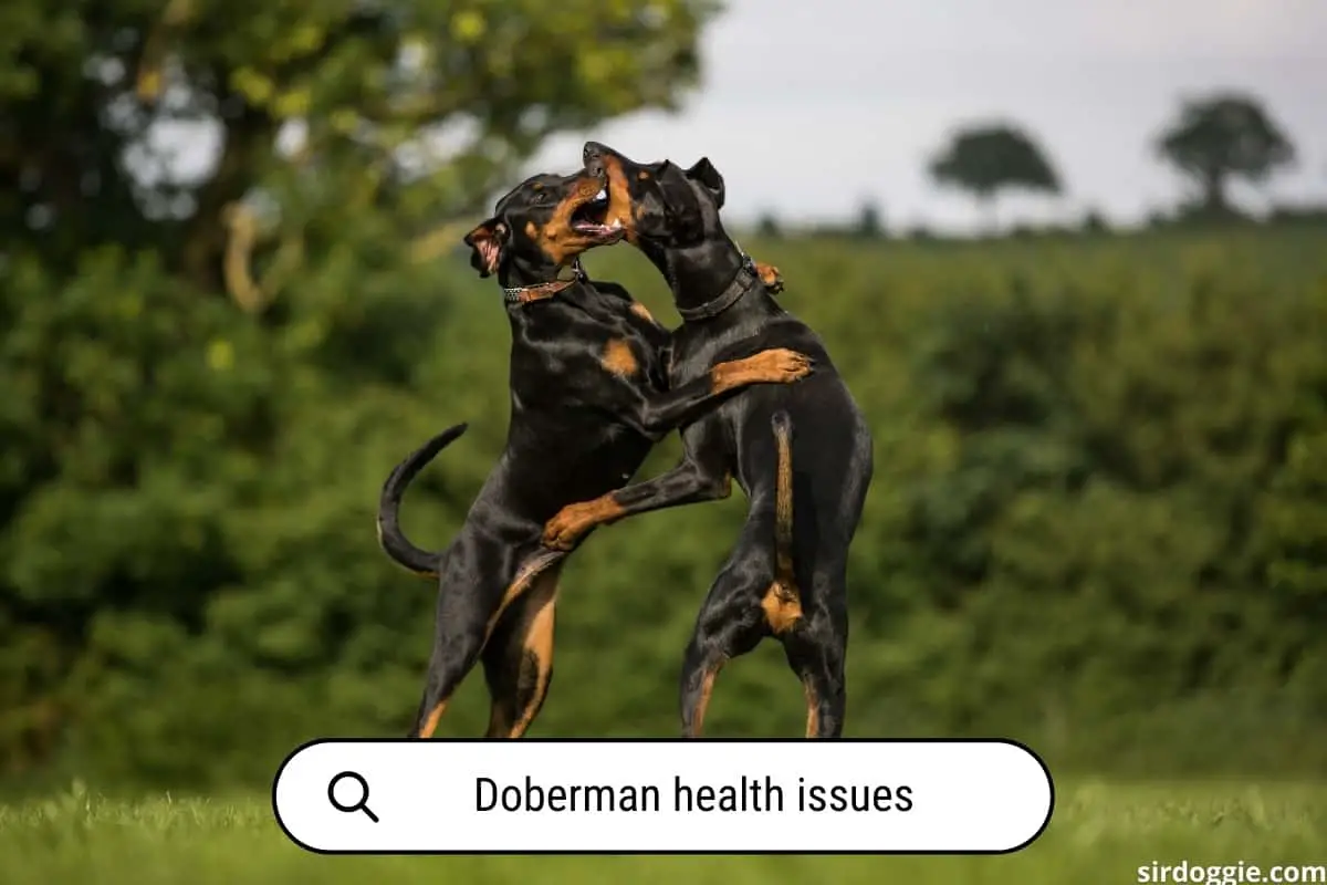 doberman health issues