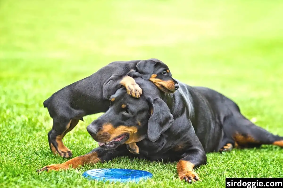 mother and puppy doberman on grass outside
