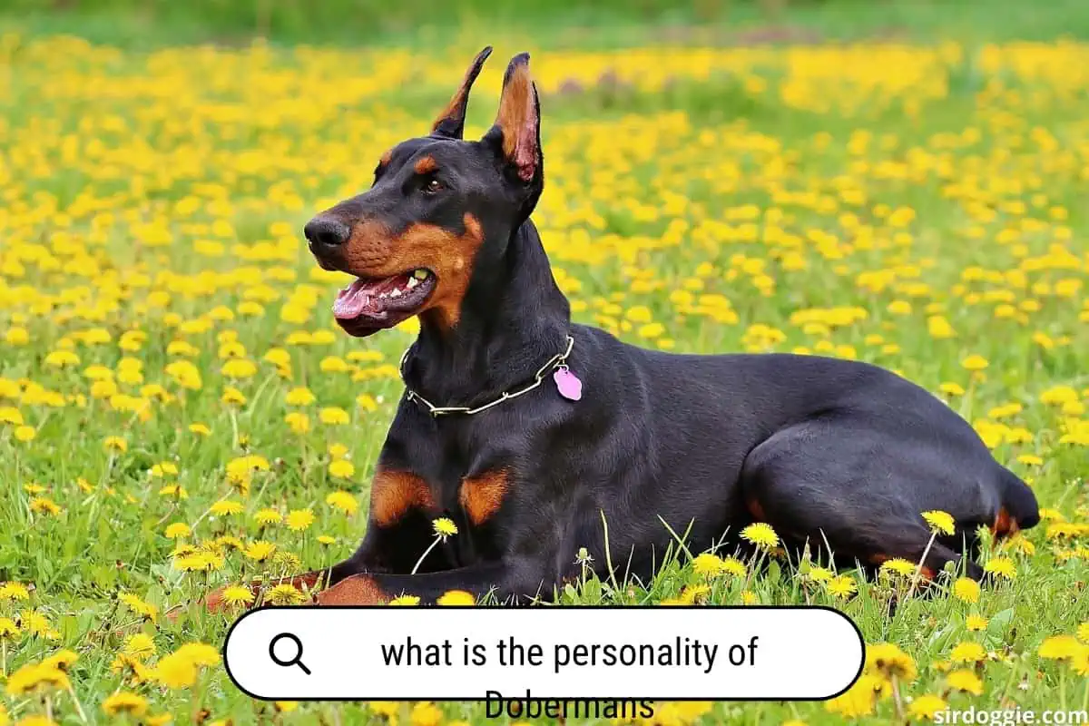 what is the doberman personality