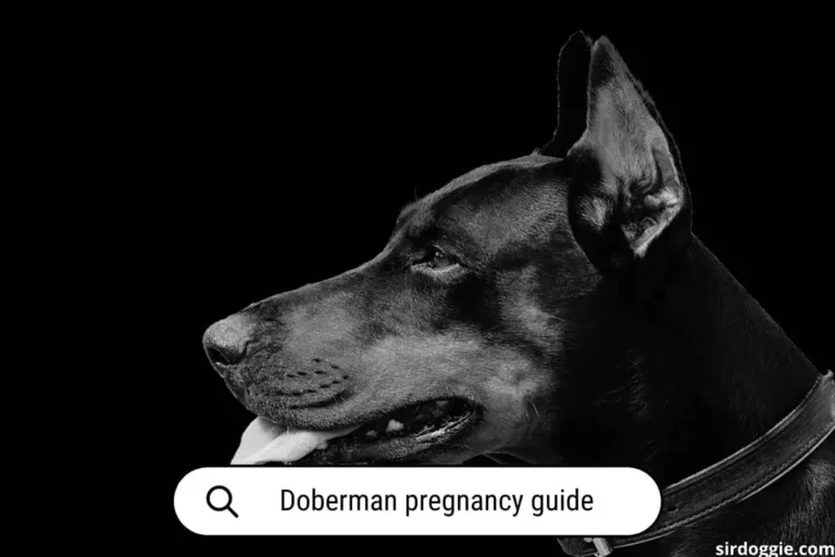 Doberman Pregnancy Guide: Everything You Need to Know