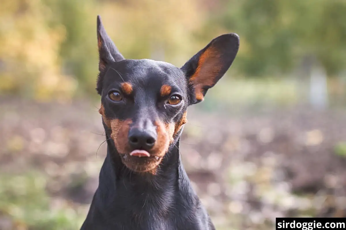 Inquisitive doberman puppy