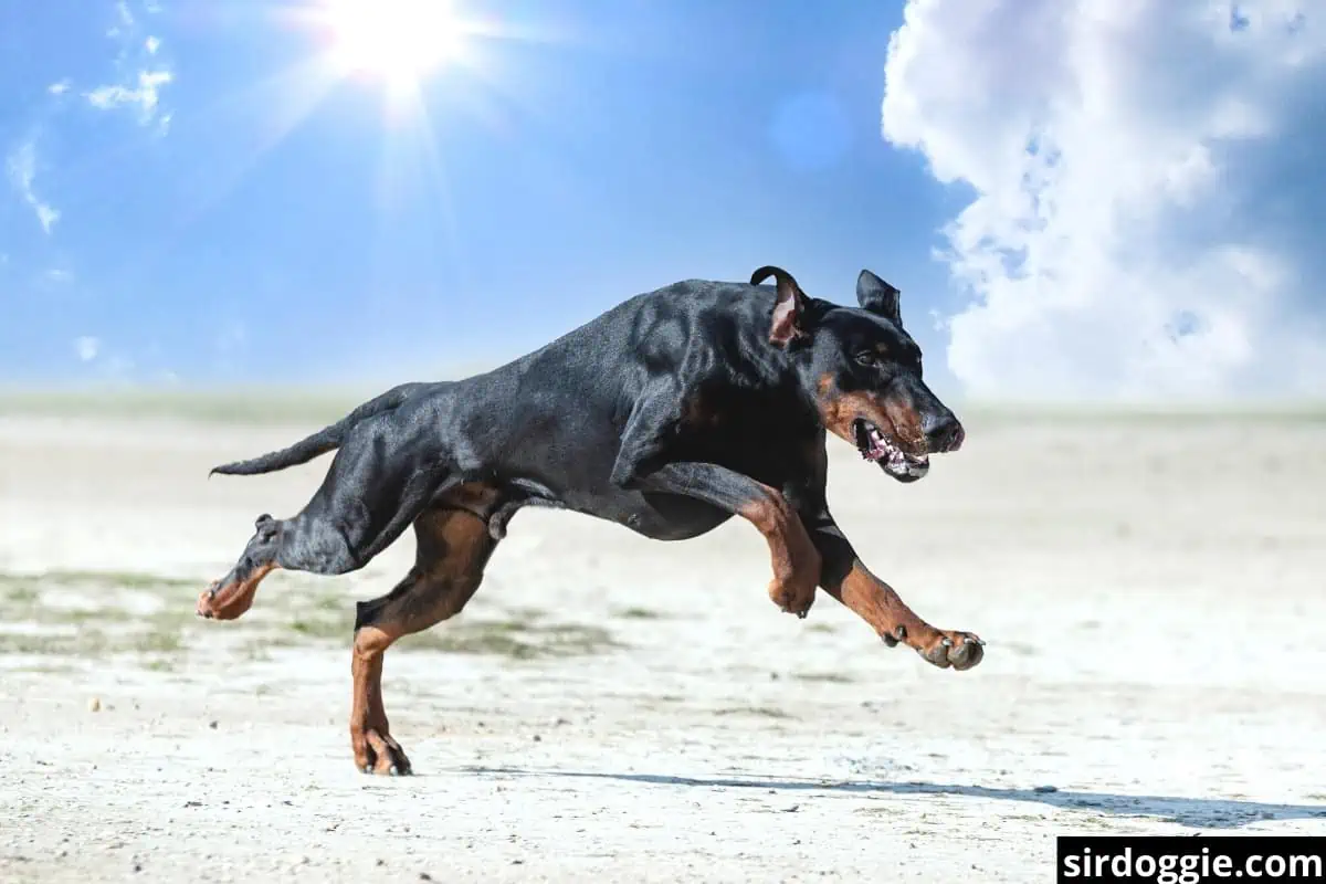 A fast moving Doberman runs