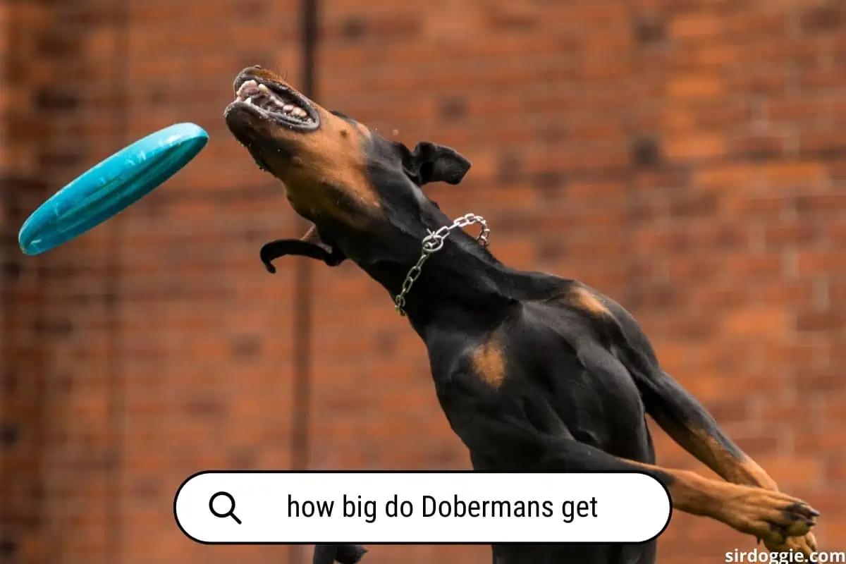 how big do dobermans get