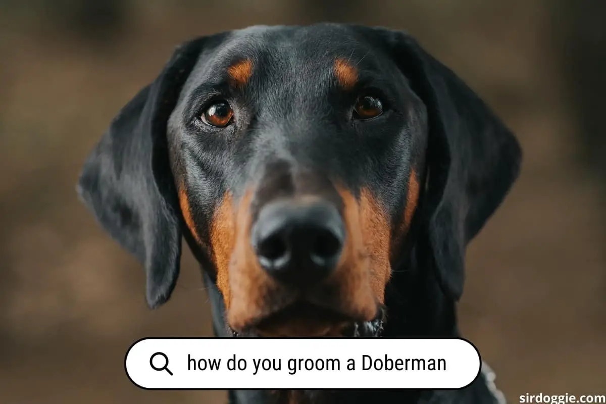 how do you groom a doberman