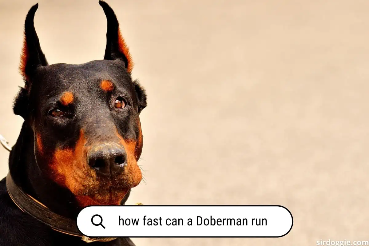 how fast can a Doberman run?