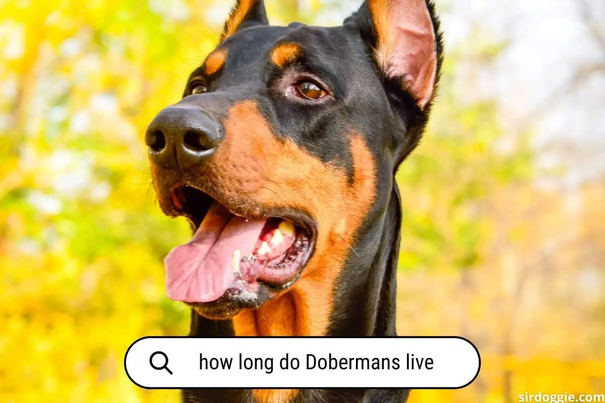 how long do dobermans live