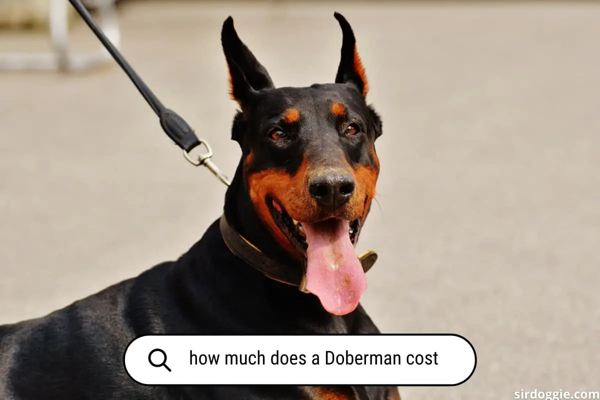 how much does a doberman cost
