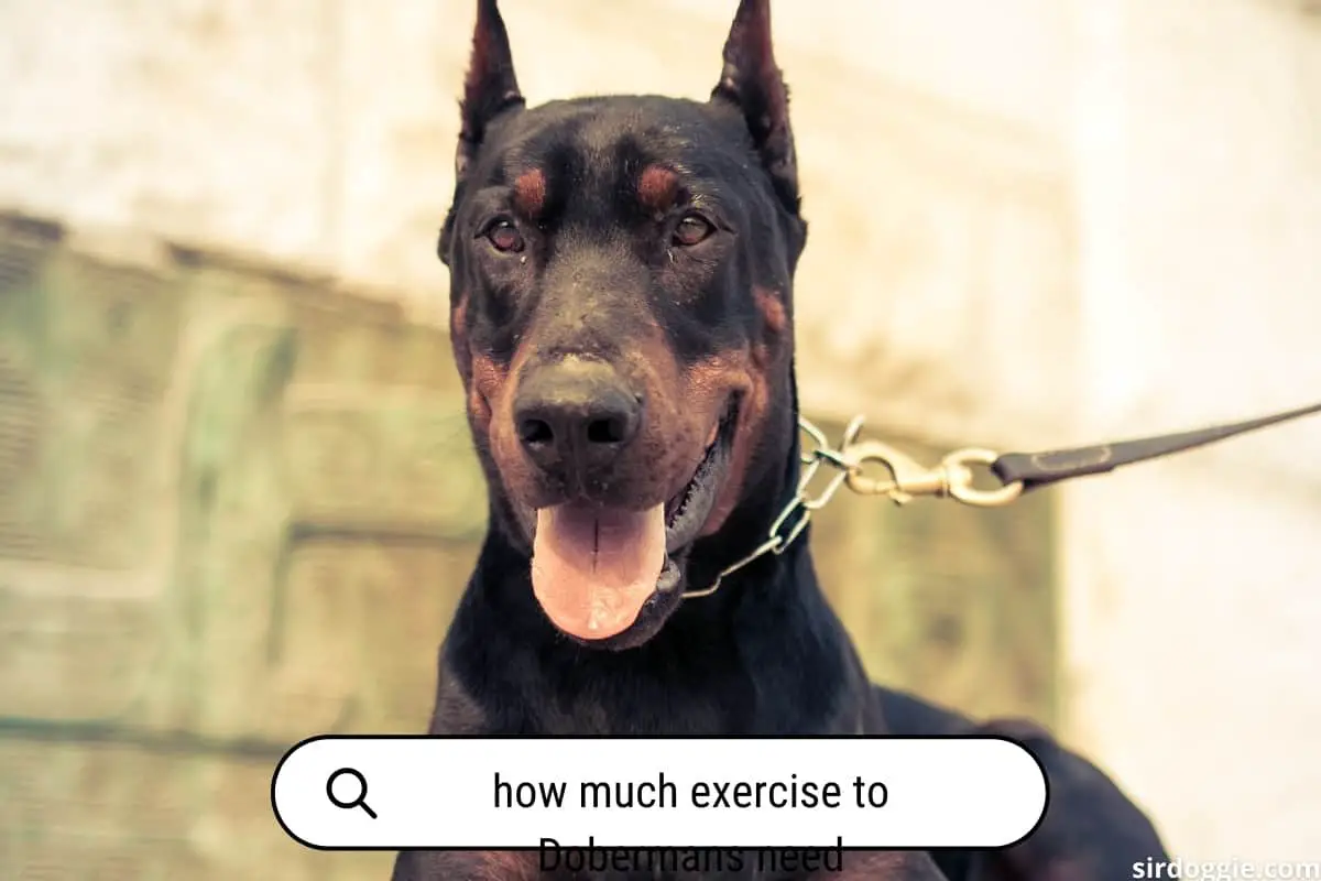 how much exercise to dobermans need
