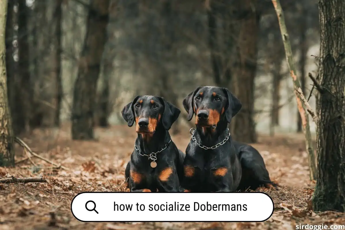 how to socialize dobermans