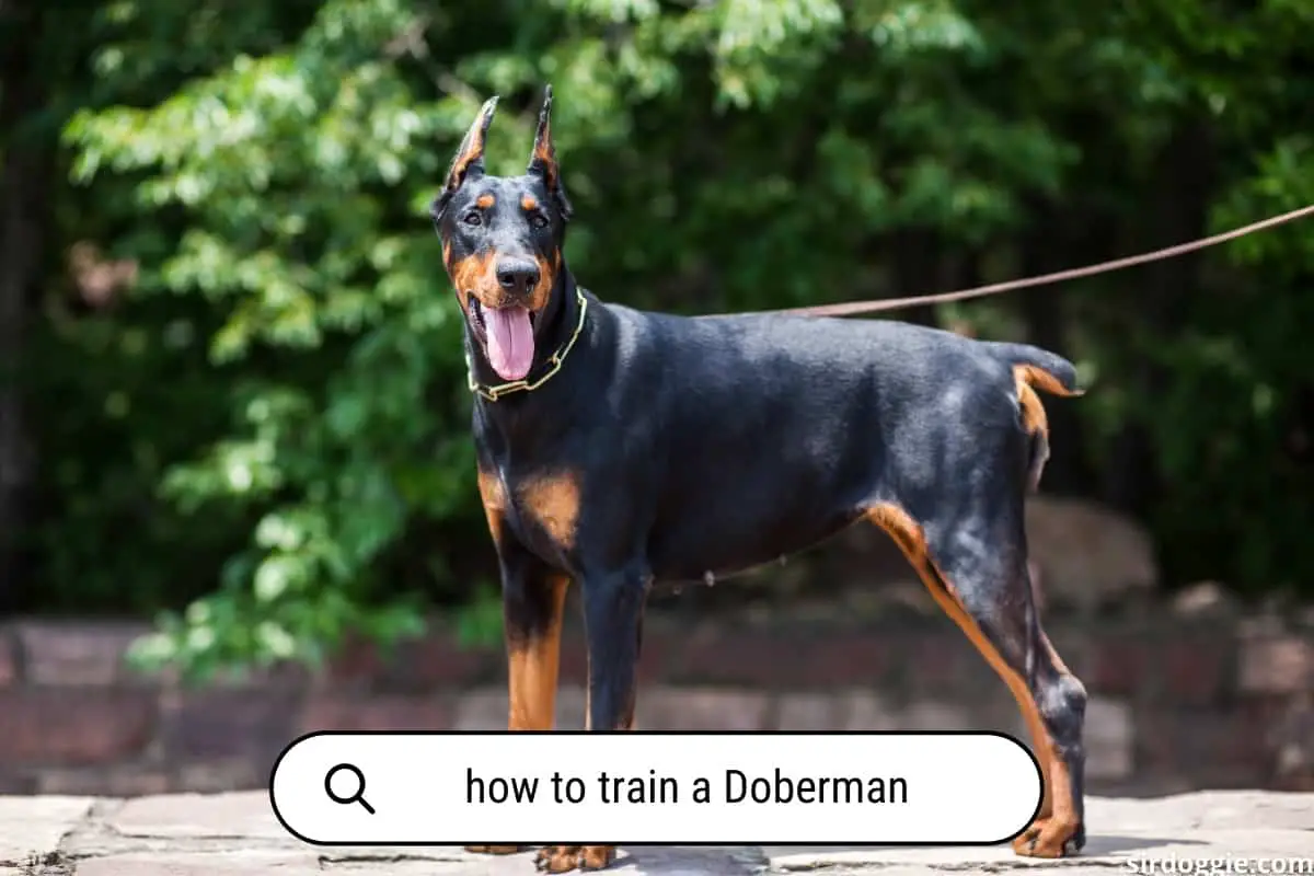 how to train a doberman