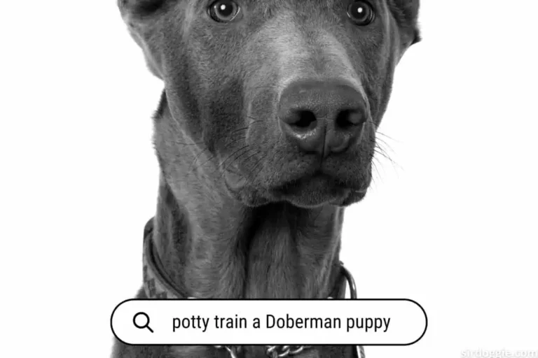 How To Potty Train a Doberman Puppy (Fast)