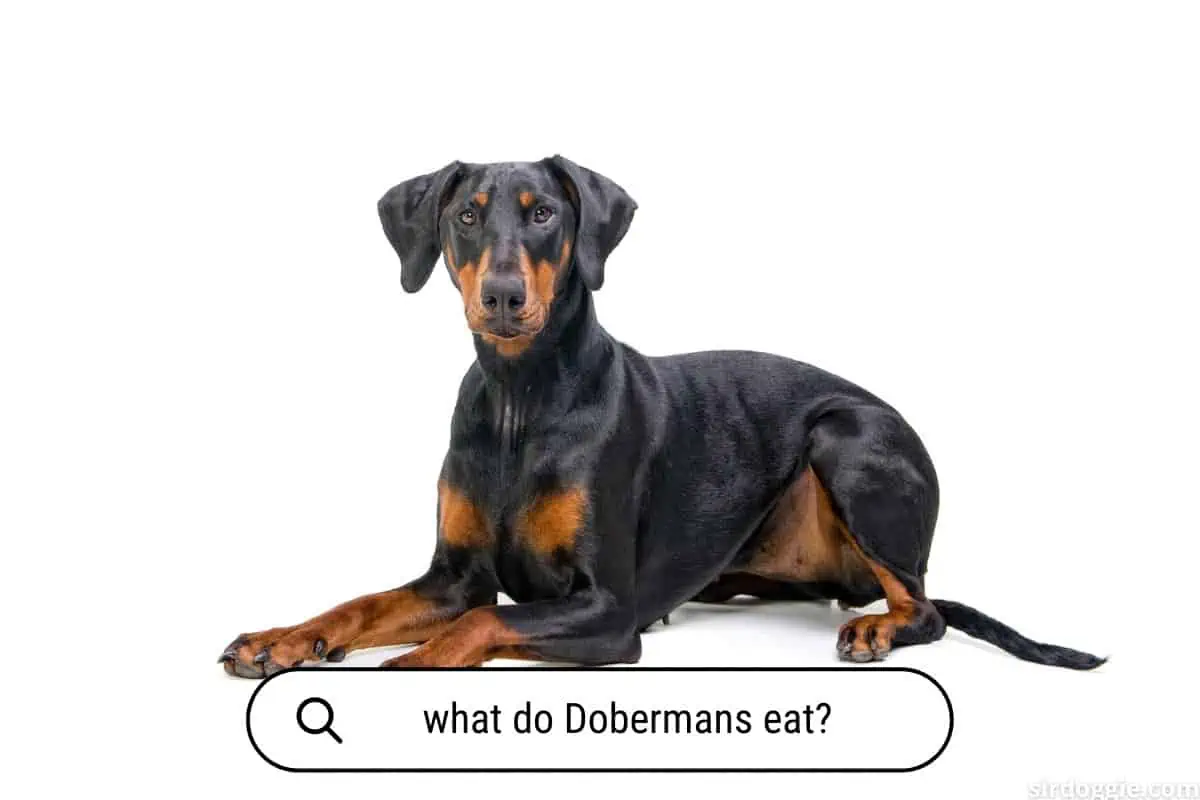 what do dobermans eat