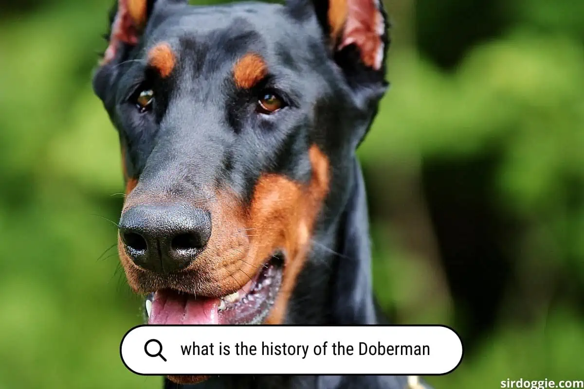 history of the doberman breed
